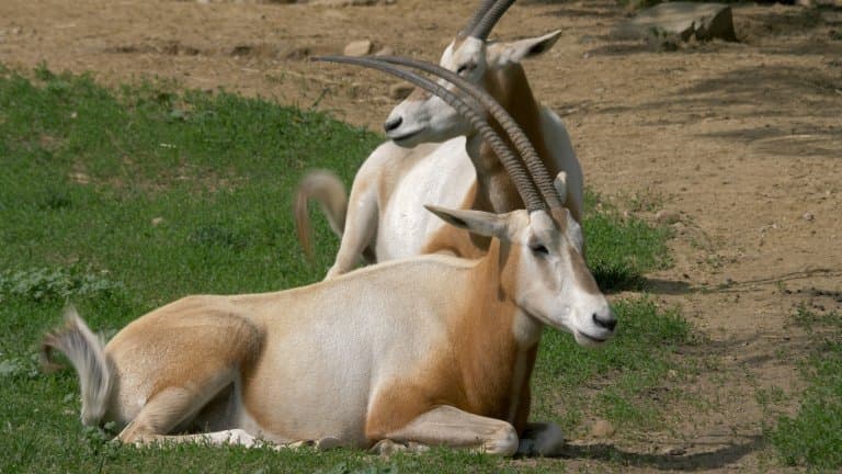 Scimitar oryx