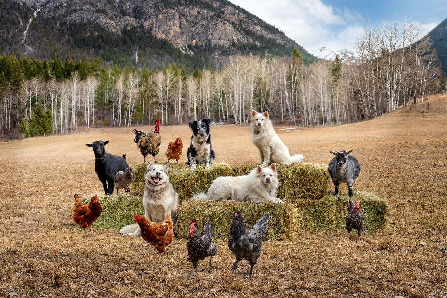 a group of sheep standing on top of a mountain