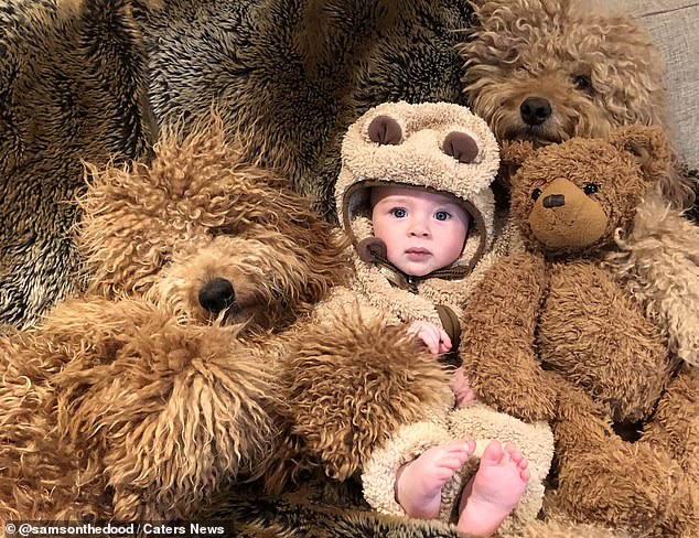 Theo's mother Jessica from Westport, Connecticut, has an Instagram account with more than 700,000 followers in Samson's name, where she also shares snaps of her two other golden doodles, Charley and Shea, one-year-olds from the same litter