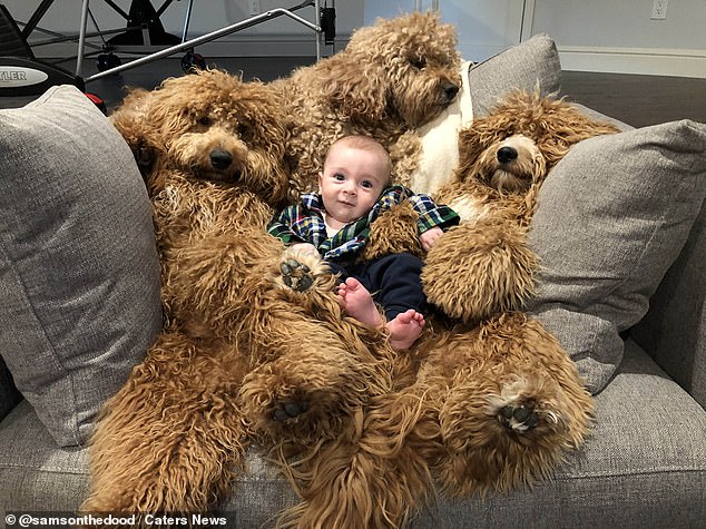 Samson, a six-year-old golden retriever crossed with a poodle, regularly poses up with six month old Theo in gorgeous shots as well as Charley and Shea, one-year-olds from the same litter.