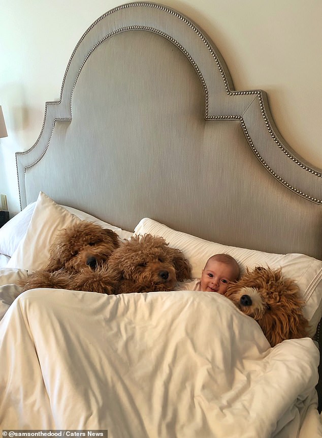 Three in the bed! Jessica said:: 'It's amazing to see Theo's relationship with the dogs evolve; pretty soon, Theo will be sneaking them treats.