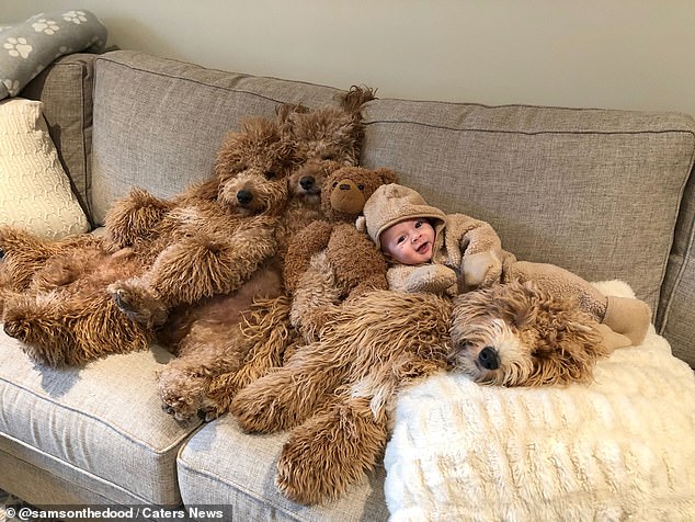 Jessica added: ''In the past month or so, Theo's really started to pet and rub them and become more aware of their presence which has been sweet to watch.' He is pictured on the sofa with the three pooches