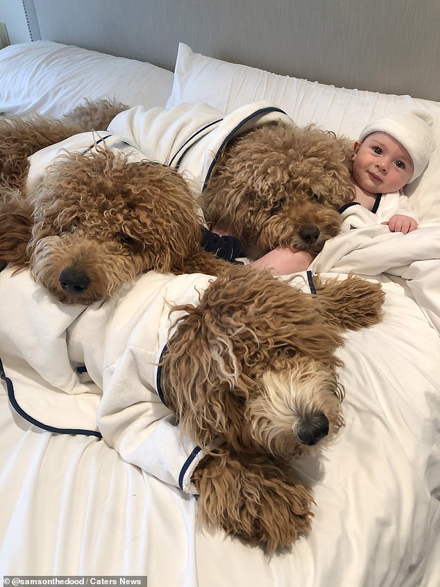 The three pups regularly cuddle their 'little brother' and and have one over 705,000 Instagram followers