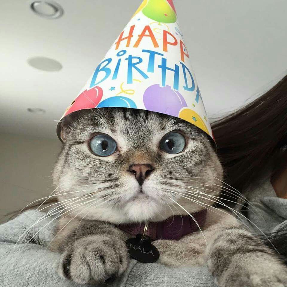 Pin by YoDonna Collins on Nala & White Coffee Cat | Happy birthday cat ...