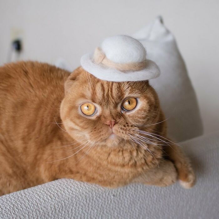 Cat wearing a tiny hat made by Umatan and Rojiman