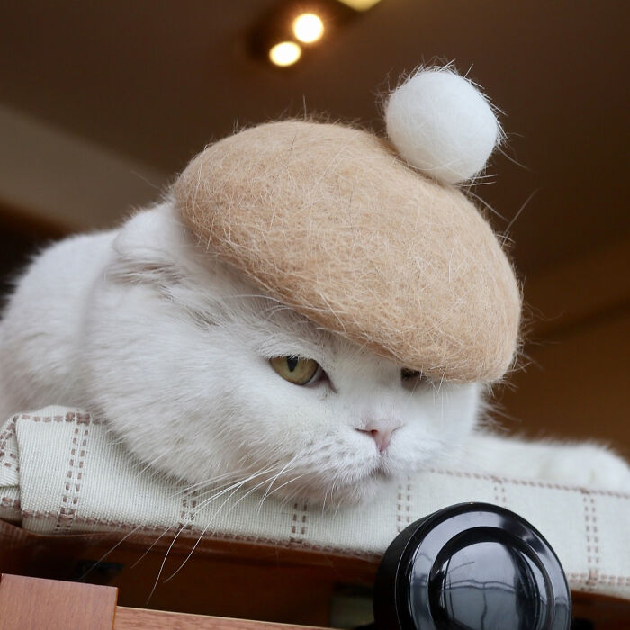 Cat wearing a tiny hat made by Umatan and Rojiman