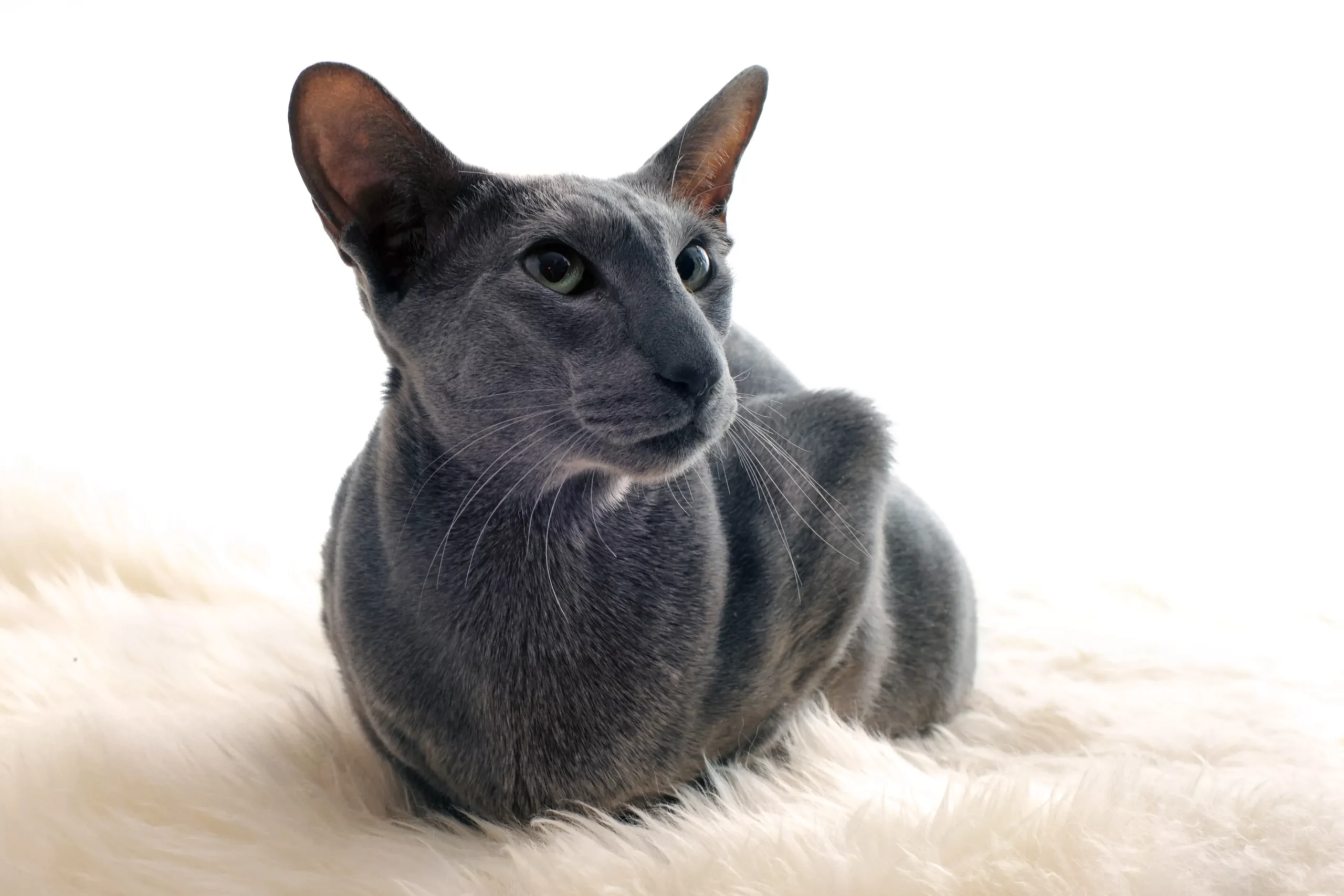 Exploring the Distinct Characteristics and Proper Care for Oriental Shorthair Cats: An In-Depth Breed Overview - amazingmindscape.com