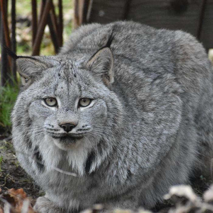 Exploring the Majestic Canada Lynx with Pawprints as Large as a Human Hand - amazingmindscape.com