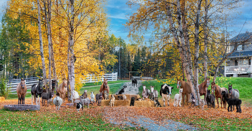 a herd of cattle walking across a grass covered field