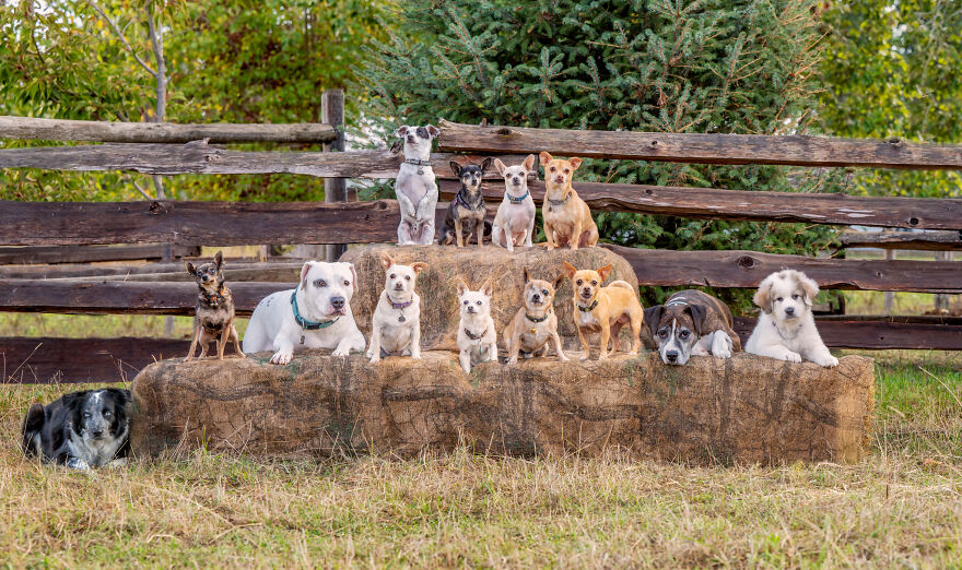 a group of sheep standing on top of a wooden fence