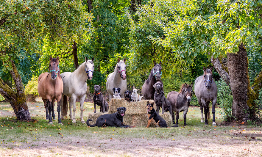 a herd of animals standing on top of a dirt field