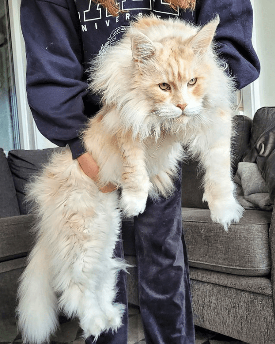 Maine Coon Cats: A Super-sized Titty | Blog - Cattitude