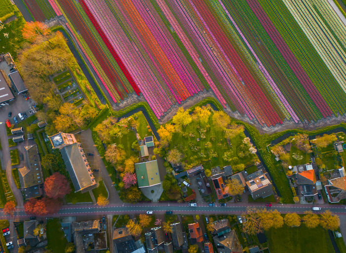 Spectacular Photos From This Year's Tulip Season In The Netherlands