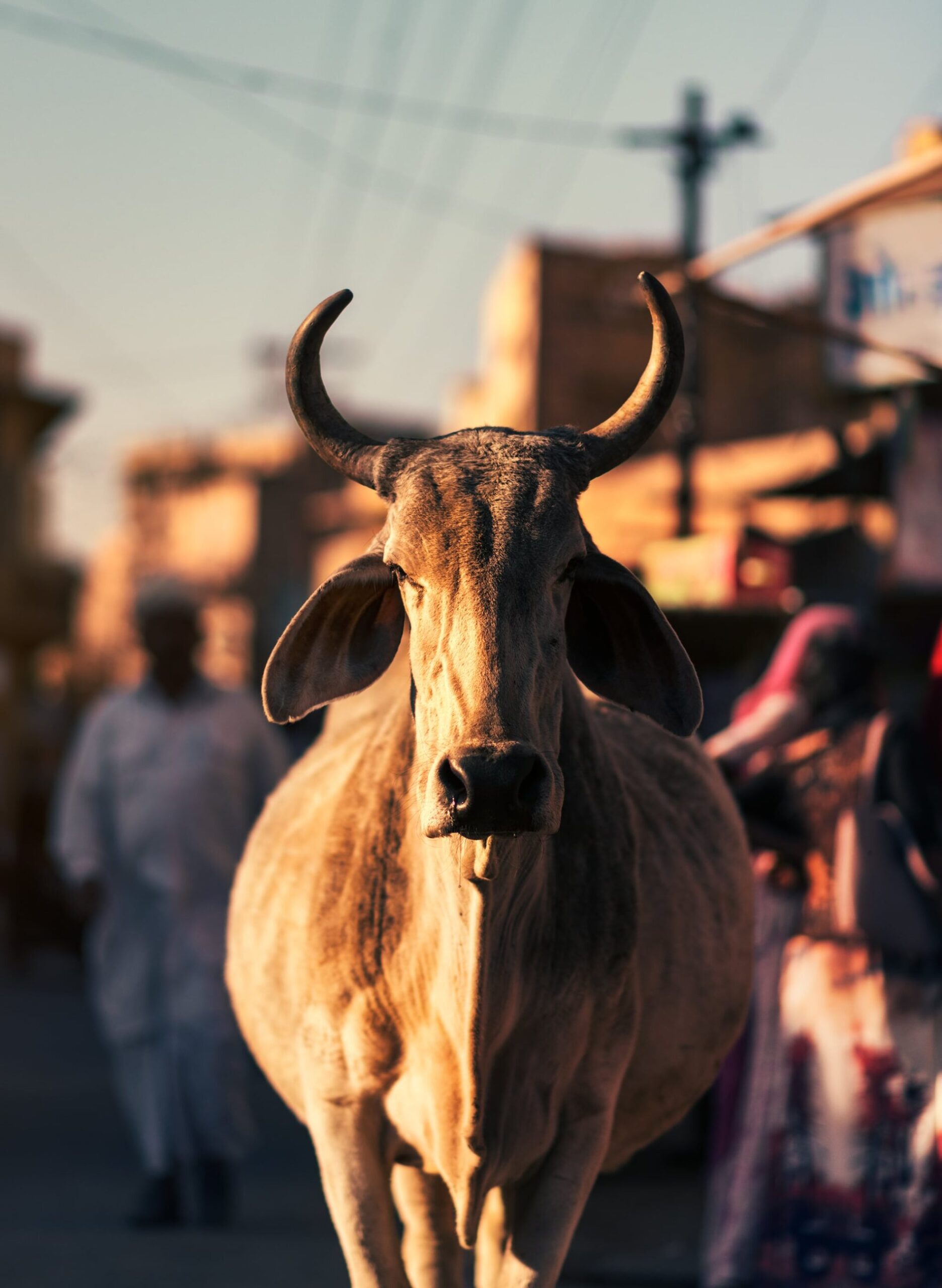 a close up of a cow