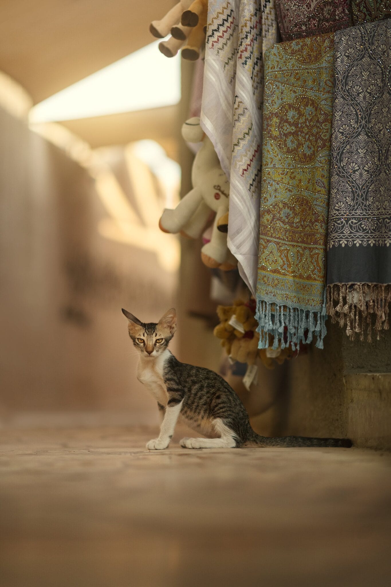 a cat sitting in a room