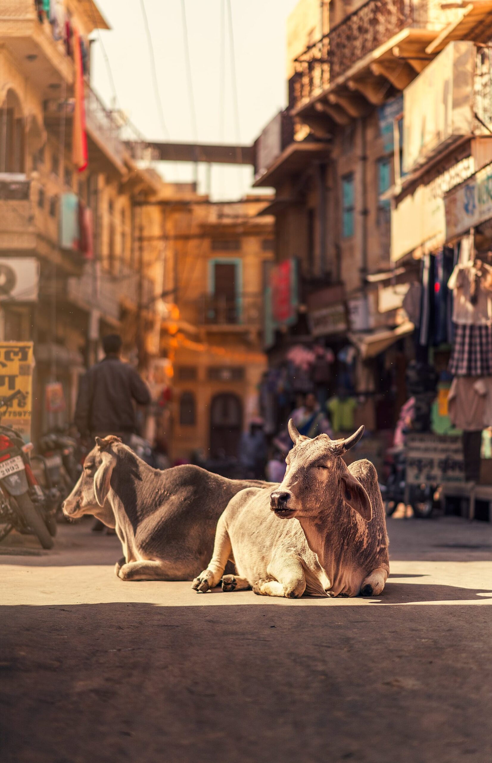 a cow is walking down the street