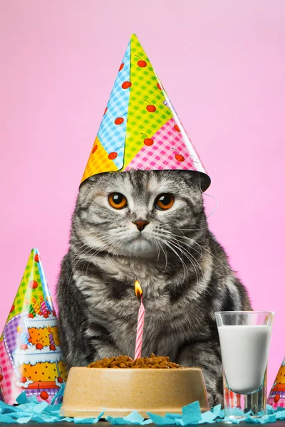 Cat Birthday Party — Stock Photo © websubstance #22666013