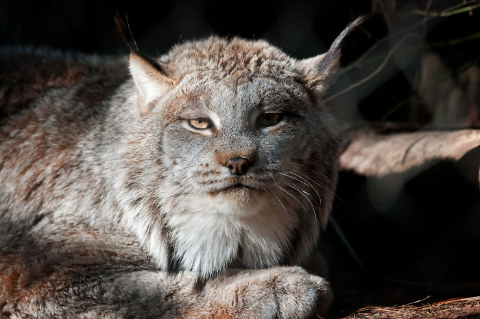 Exploring the Majestic Canada Lynx with Pawprints as Large as a Human Hand - amazingmindscape.com