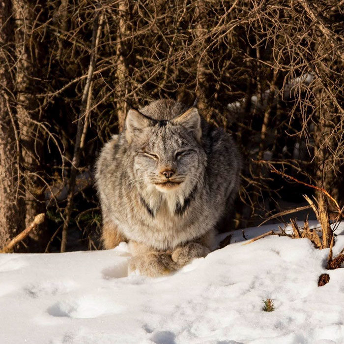 Exploring the Majestic Canada Lynx with Pawprints as Large as a Human Hand - amazingmindscape.com