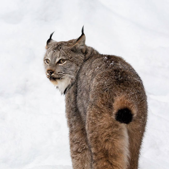 Exploring the Majestic Canada Lynx with Pawprints as Large as a Human Hand - amazingmindscape.com