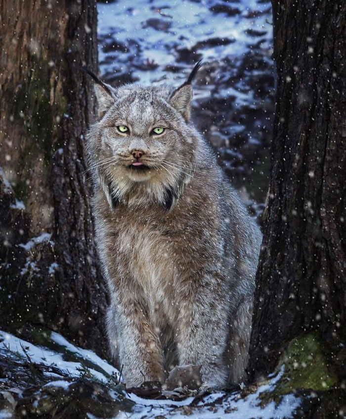 Exploring the Majestic Canada Lynx with Pawprints as Large as a Human Hand - amazingmindscape.com