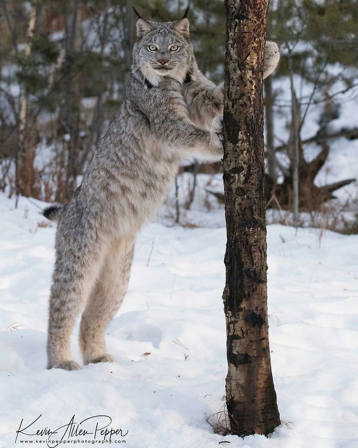 Exploring the Majestic Canada Lynx with Pawprints as Large as a Human Hand - amazingmindscape.com