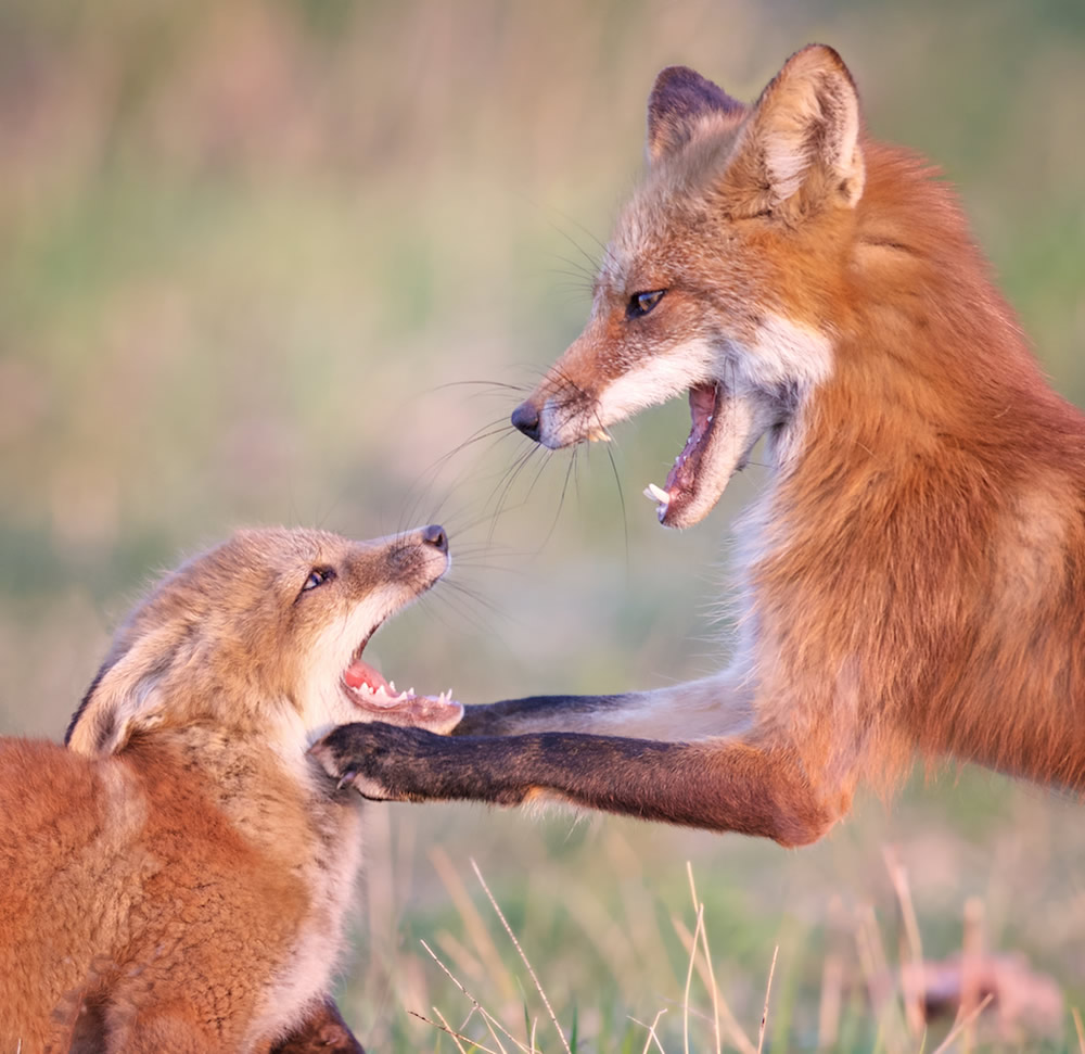 a close up of a fox