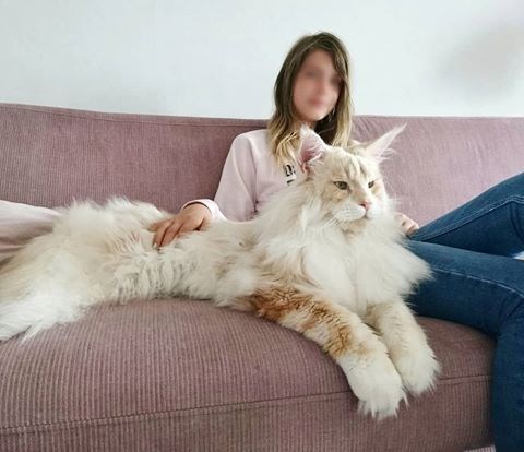 Enchanting Snapshots: Twelve Stunning Photos of Magnificent Maine Coon Cats - amazingmindscape.com