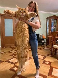 Enchanting Snapshots: Twelve Stunning Photos of Magnificent Maine Coon Cats - amazingmindscape.com