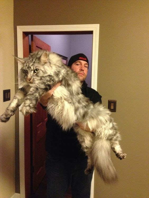 Enchanting Snapshots: Twelve Stunning Photos of Magnificent Maine Coon Cats - amazingmindscape.com