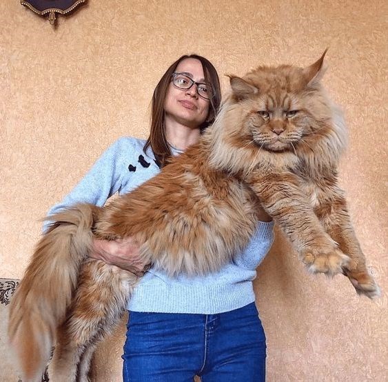 Enchanting Snapshots: Twelve Stunning Photos of Magnificent Maine Coon Cats - amazingmindscape.com