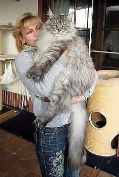 Enchanting Snapshots: Twelve Stunning Photos of Magnificent Maine Coon Cats - amazingmindscape.com