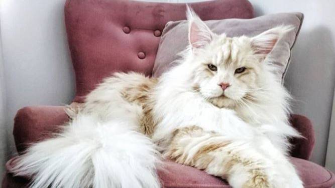 This Giant Maine Coon Cat Has His Own Instagram Account And The Pictures Are Stunning - Tyla