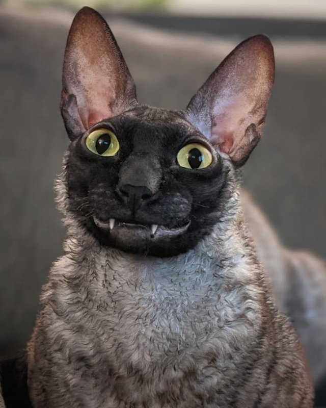 Introducing Pixel: The Adorable Feline with a Vampire Bat Smile