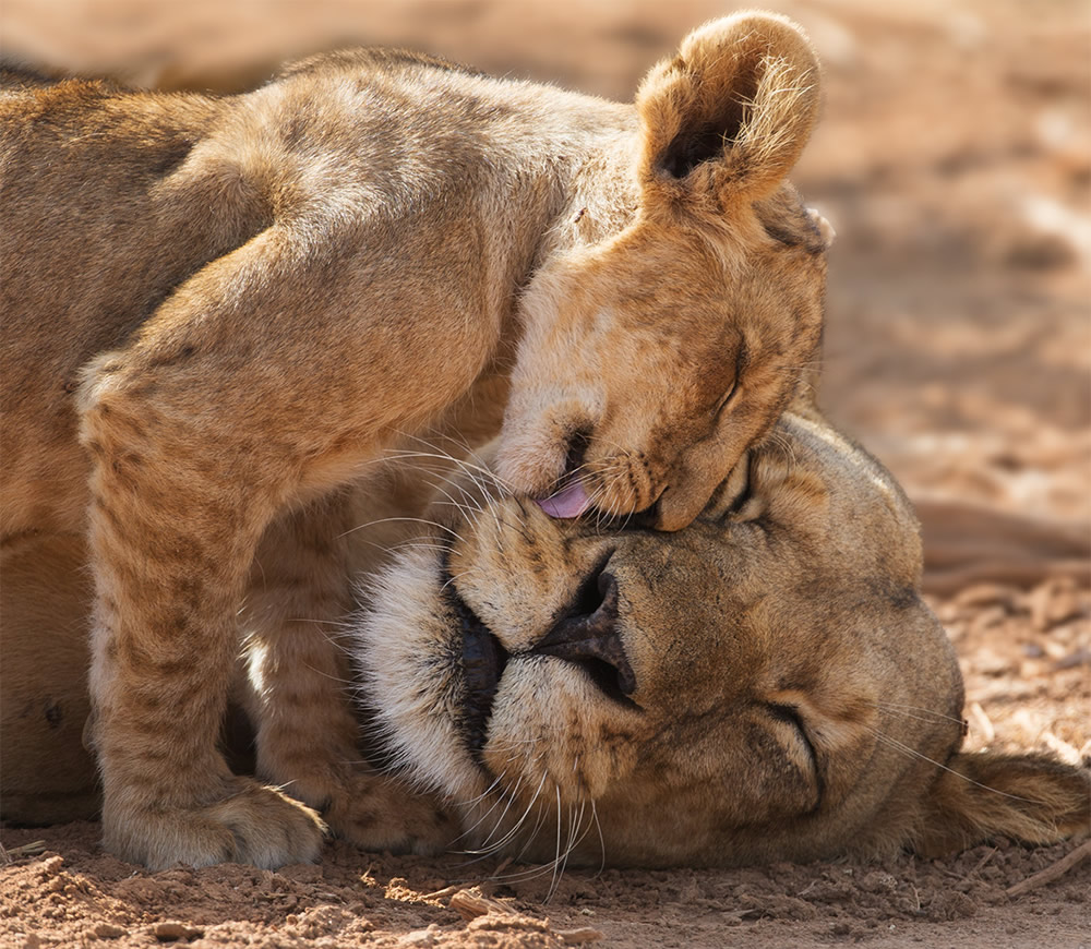 a lion with its mouth open