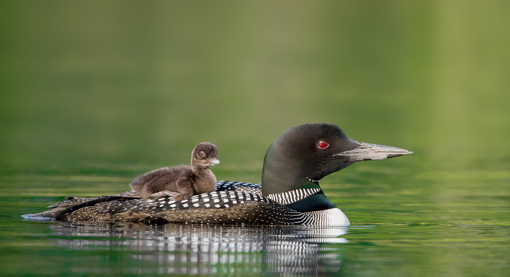 a bird swimming in water