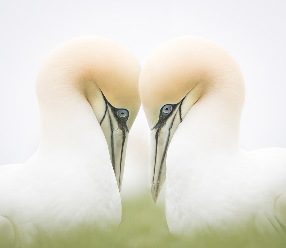 a close up of a bird