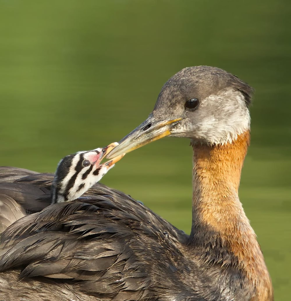 a close up of a bird