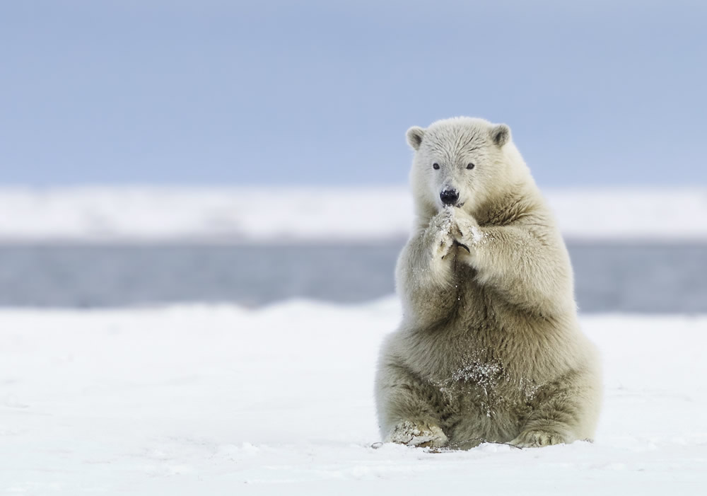 a polar bear in the snow