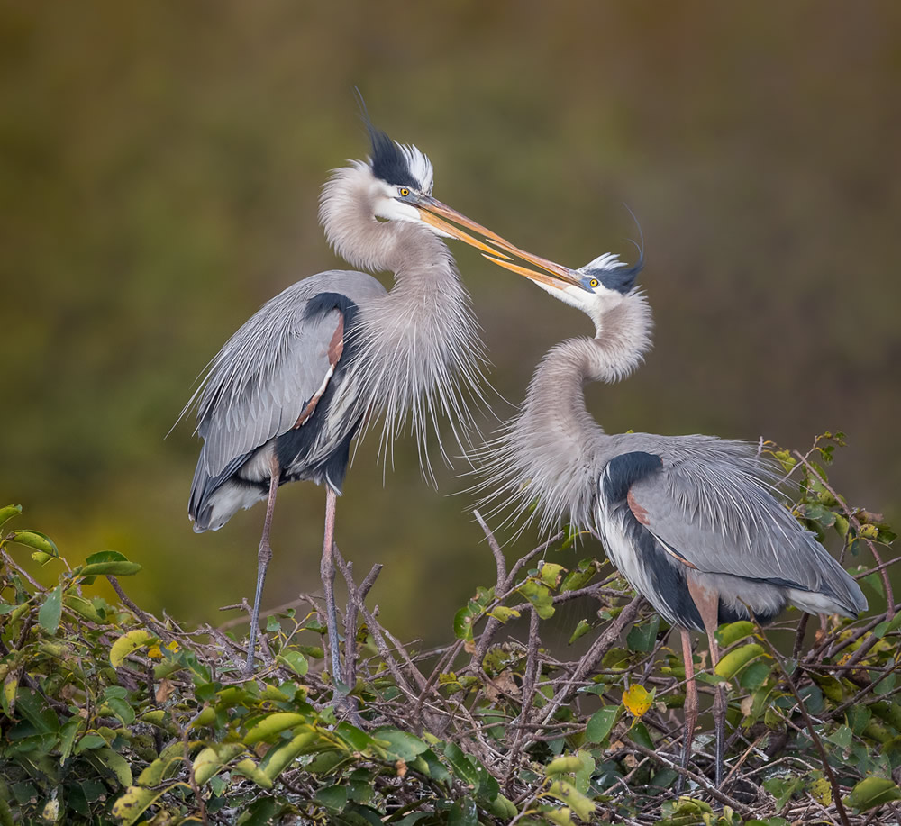 a bird that is standing in the grass