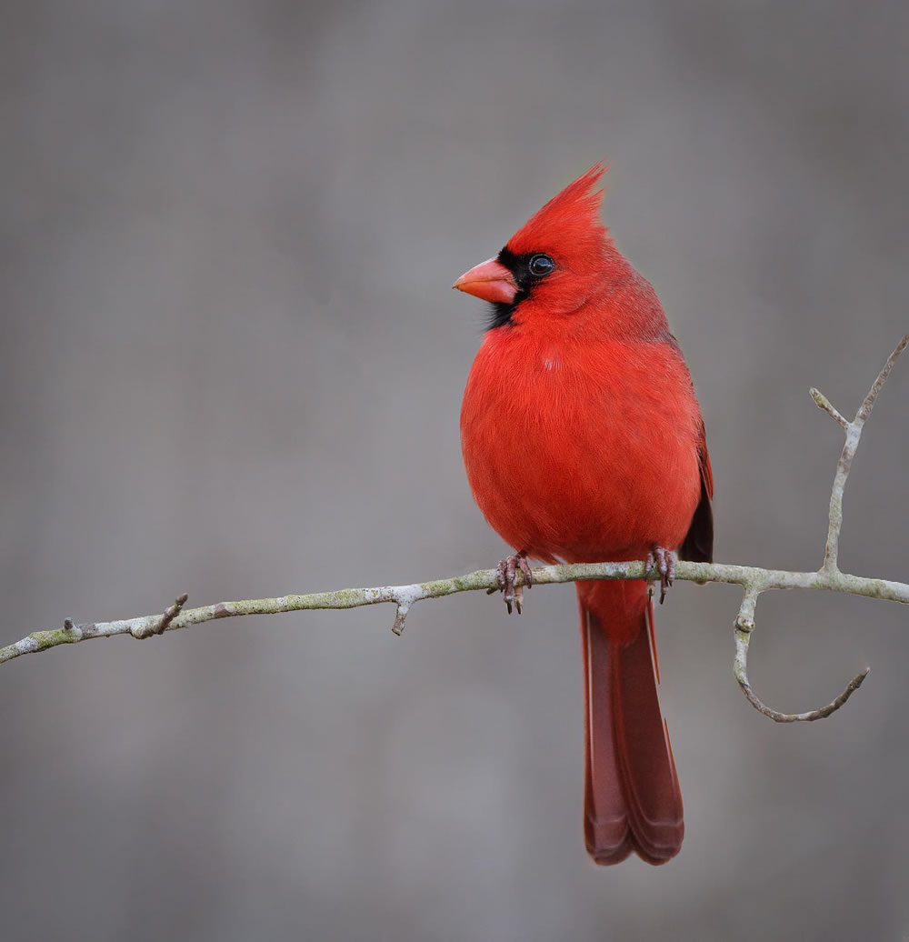 a small bird sitting on a branch