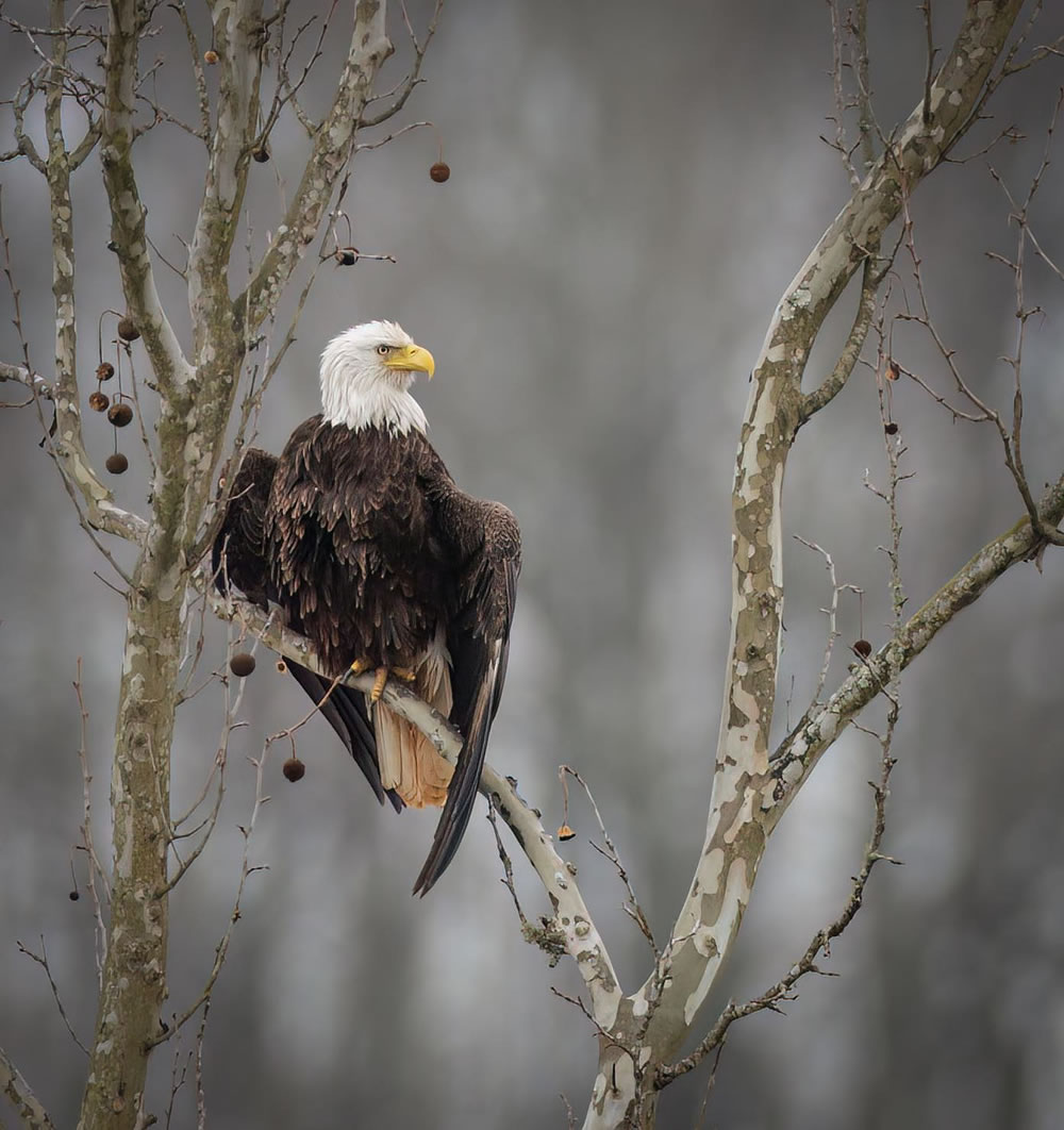 a bird sitting on a branch