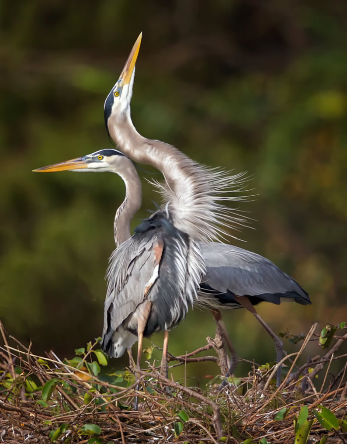 a bird that is standing in the grass