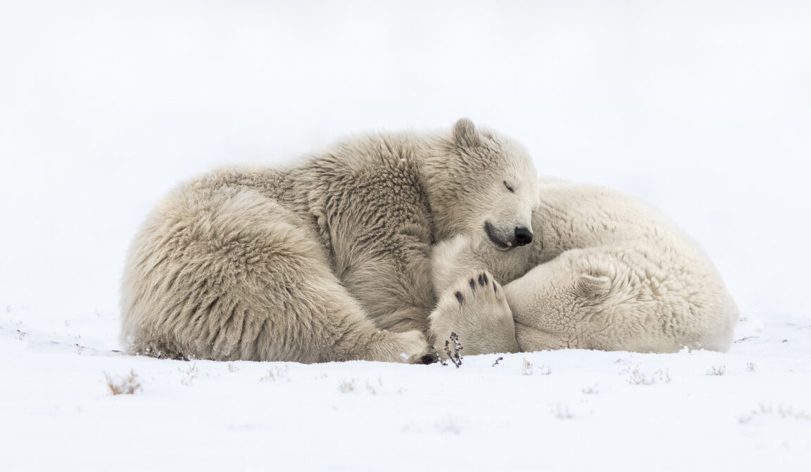 a polar bear in the snow