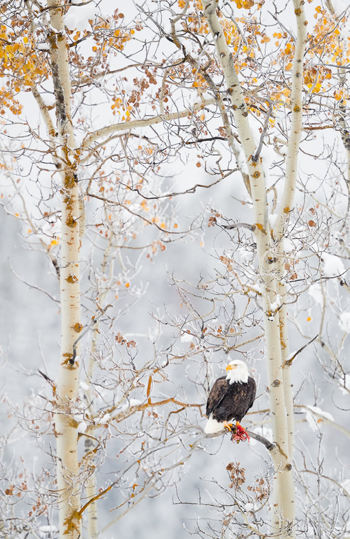 a bird sitting on top of a tree