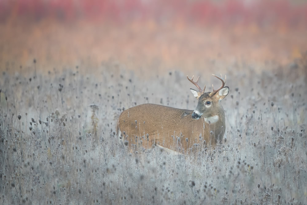 an animal standing on a dry grass field