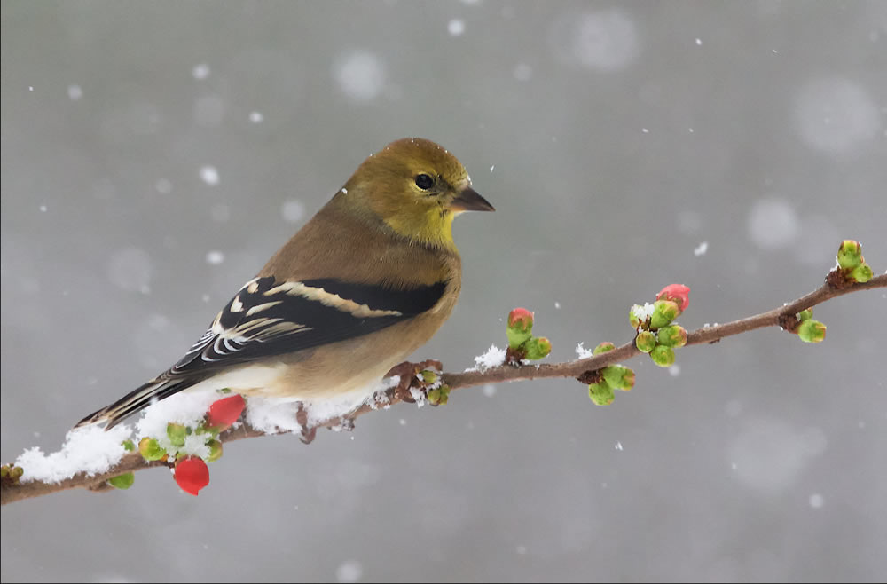 a small bird perched on a tree branch