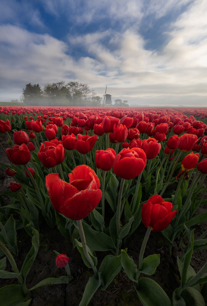 Spectacular Photos From This Year's Tulip Season In The Netherlands