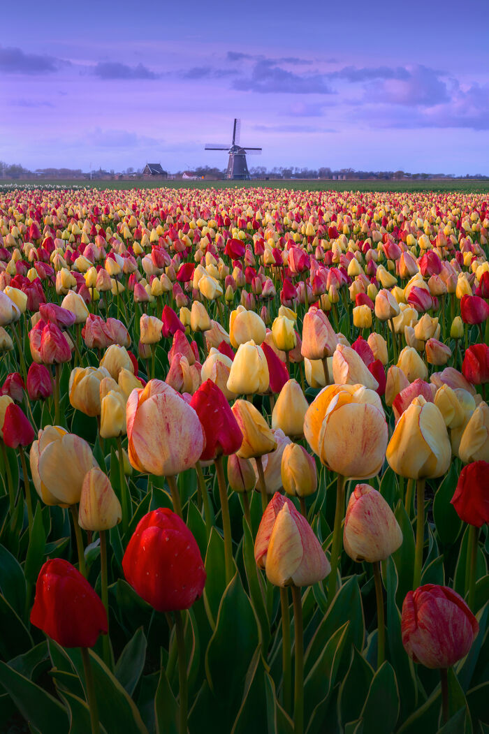 Spectacular Photos From This Year's Tulip Season In The Netherlands