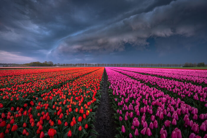 Spectacular Photos From This Year's Tulip Season In The Netherlands